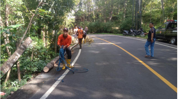 Penanganan Pohon Berisiko Tumbang